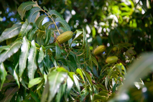 果物は緑の葉の木のピーカンナッツです