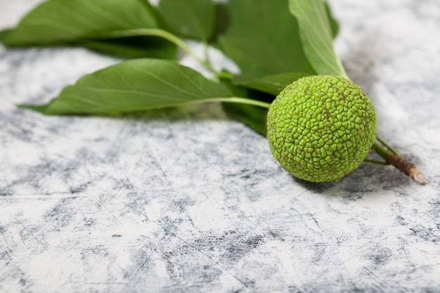 Fruit maclura pomifera  Adams apple osage orange horse apple closeup copy space