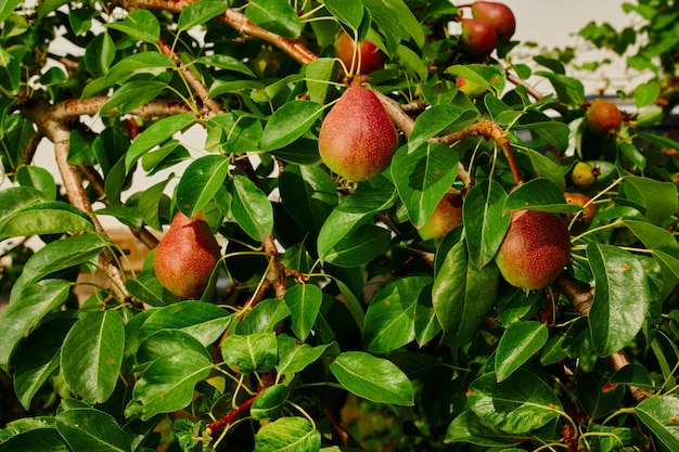 Fruit oogst rijpe rode peren op een boom in de tuin