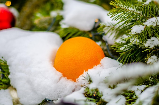 Fruit orange orange in the snow.