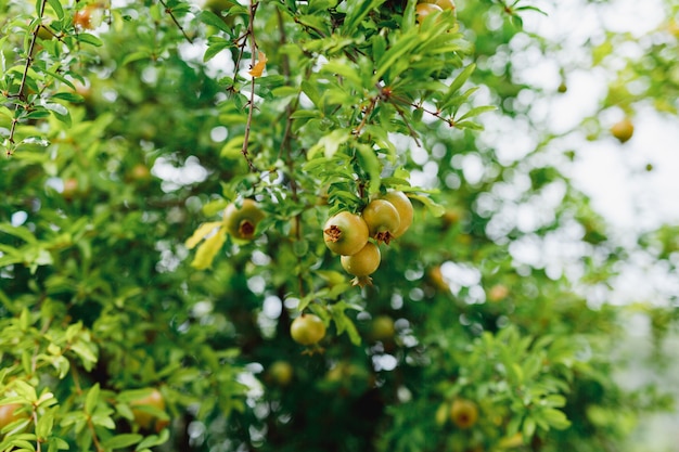 The fruit of the pomegranate is not the branches of the tree