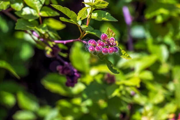 Foto frutto di skunkbrush sumac noto anche come rhus trilobata i frutti sono commestibili e hanno un sapore acido