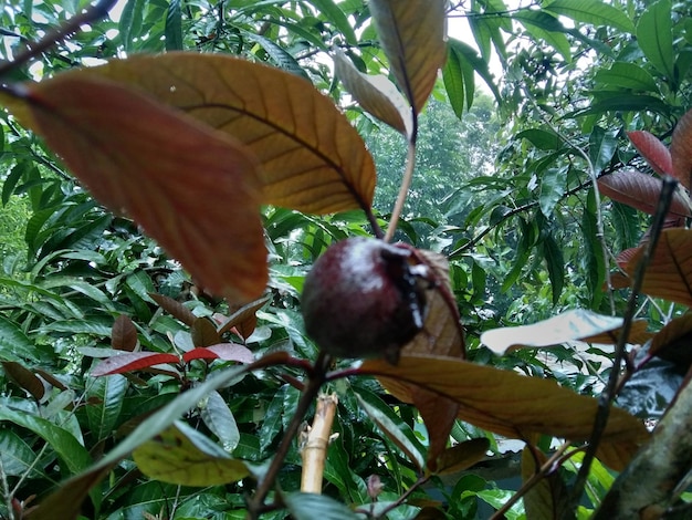 A fruit that is on a branch with leaves and the word pomegranate on it.