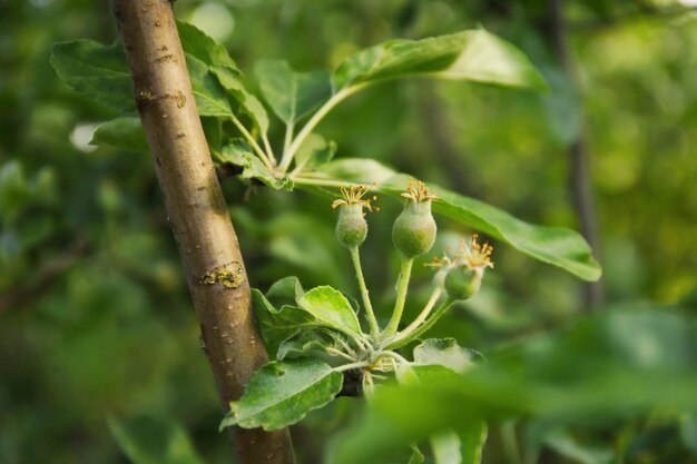 Fruit tree branch with green leaves in garden