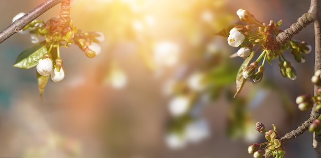 Fiori dell'albero da frutto sfondo di primavera con spazio di copia