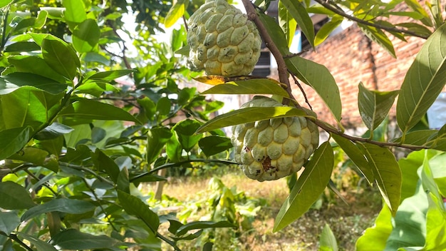 A fruit tree in the garden with a house in the background