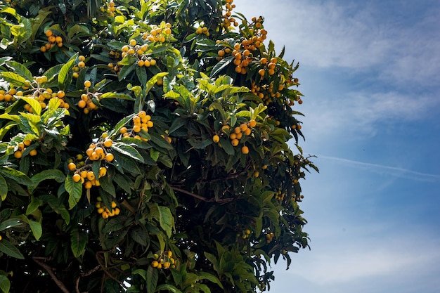 Fruit tree in southern Italy Yellow fruits of medlar