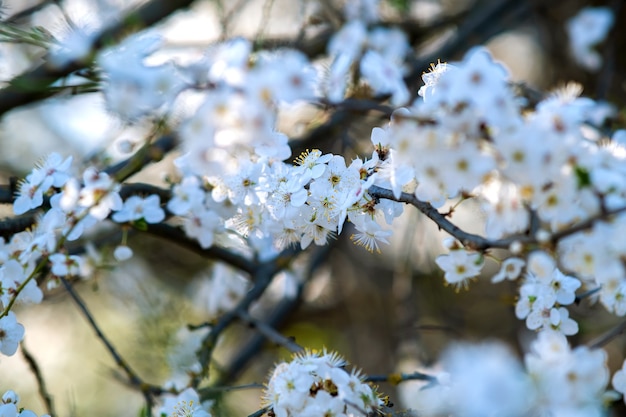 春の庭に咲く白とピンクの花びらの花と果樹の小枝。