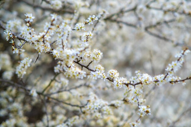 春の庭に咲く白とピンクの花びらの花と果樹の小枝。