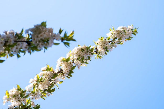 Fruit tree twigs with blooming white and pink petal flowers in spring garden.