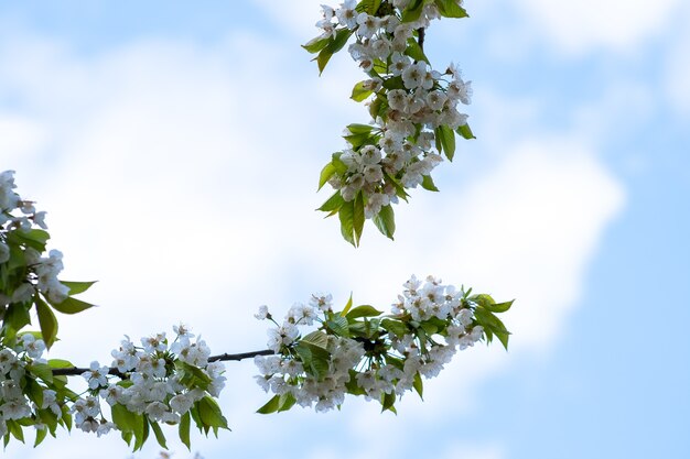 Ветки фруктовых деревьев с цветущими белыми и розовыми лепестками цветов в весеннем саду.