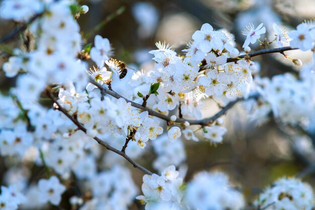 春の庭に咲く白とピンクの花びらの花と果樹の小枝。