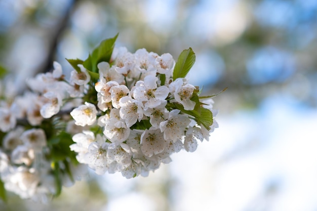 Fruit tree twigs with blooming white and pink petal flowers in spring garden