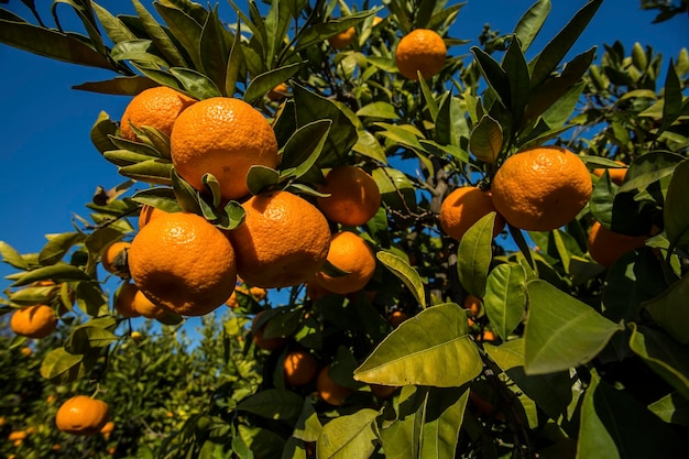 Fruit tree with green leaves and tangerine, mandarin fruits