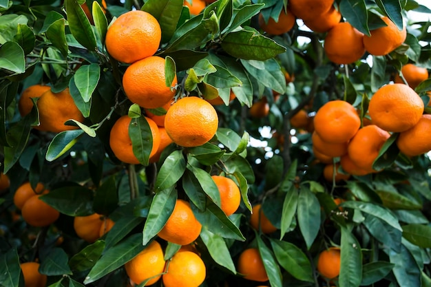 Fruit tree with green leaves and tangerine, mandarin fruits