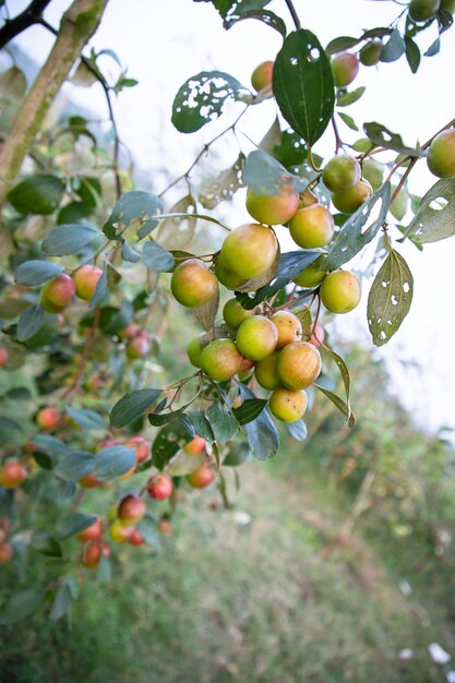 정원에 설익은 붉은 대추 과일이나 사과 쿨 보로이가 있는 과일 나무