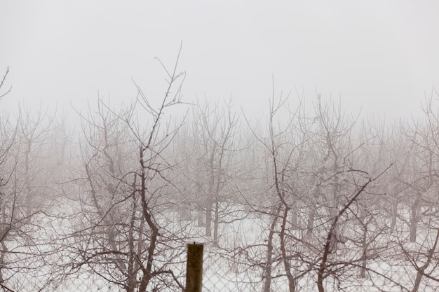 Fruit trees are apple trees in the winter season