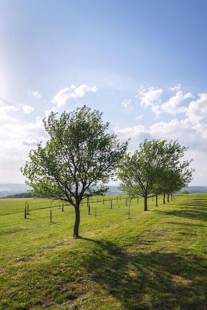 Fruit trees in beautiful green traditional orchard organic farming sunny summer day healthy lifestyle concept copy space on clear blue sky green grass