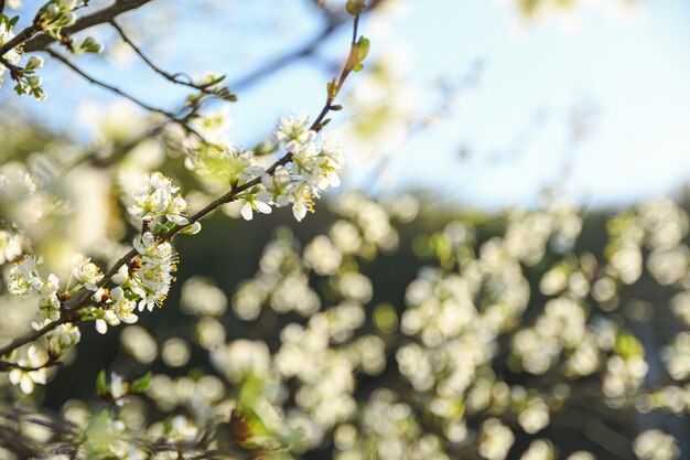 Fruit trees bloom in spring against a background of blue sky and other flowering trees.