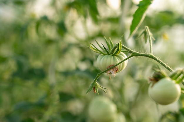 The fruit of an unripe green tomato on a branch.