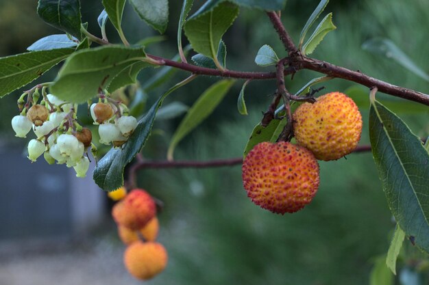 Foto fruit verboden