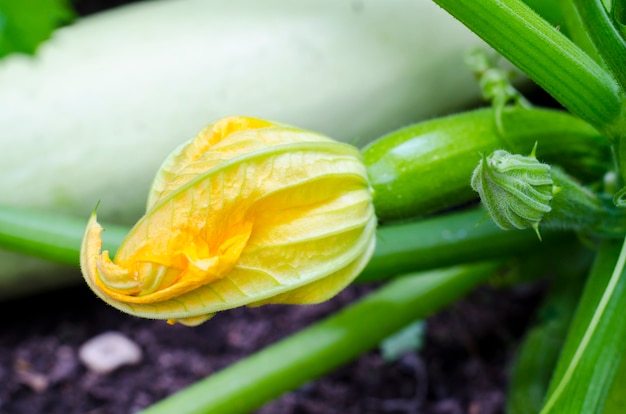 Fruit of young zucchini with flower growing on bush.