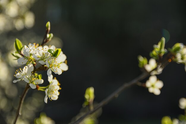 Fruitbomen bloeien in de lente tegen een achtergrond van blauwe lucht en andere bloeiende bomen. Detailopname .