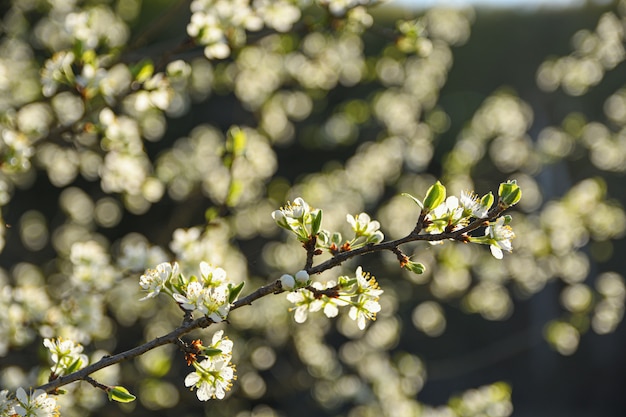 Fruitbomen bloeien in het voorjaar op blauwe lucht en andere bloeiende bomen. Detailopname