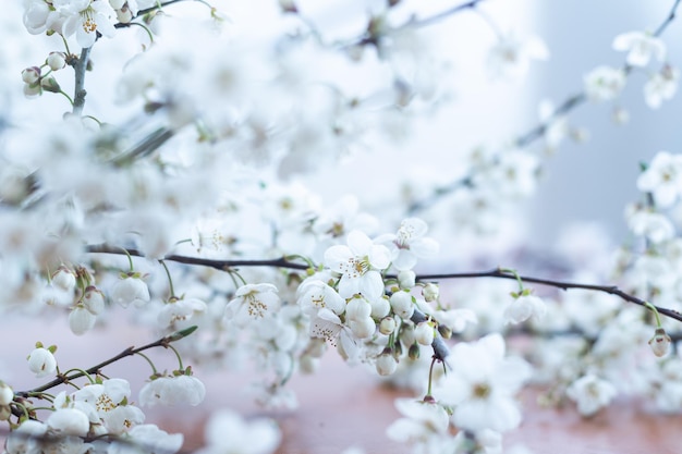 Fruitboom bloeit. Lente begin achtergrond. Bokeh.