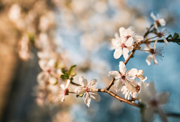 Fruitboom bloeit met bokeh en zonlicht op de achtergrond Concept van de langverwachte lente die na de winter komt