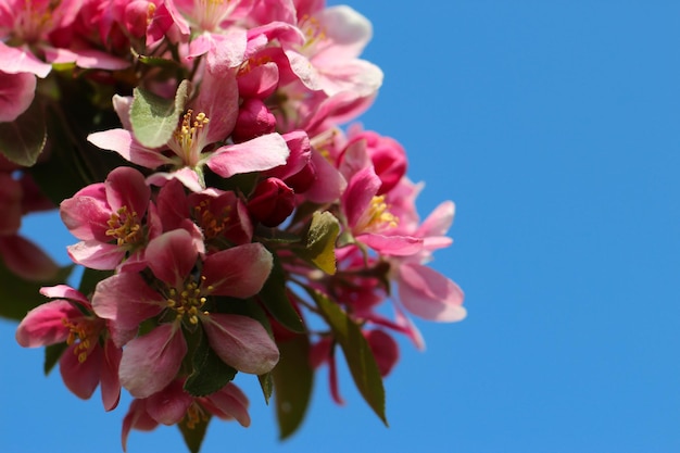 fruitboom bloemen met selectieve focus tegen een blauwe hemelachtergrond met kopieerruimte voor tekst