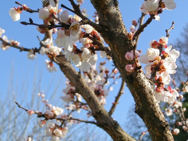 Fruitboom bloemen