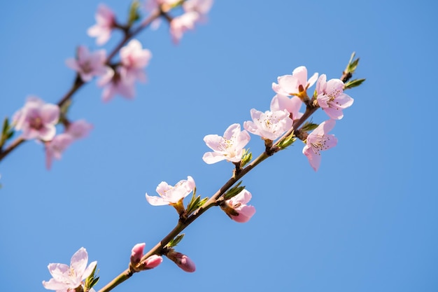 Fruitboomtakjes met bloeiende witte en roze bloembladbloemen in de lentetuin.