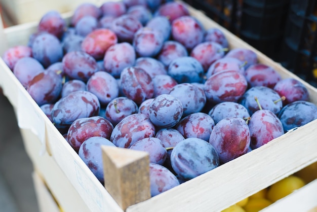 Fruitdoos rij rijpe pruimen buitenshuis Close-up selectieve soft focus