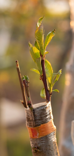 Photo fruitful fusion peach grafting on almond rootstock