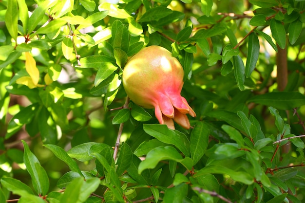 Fruitgranaatappel het rijpen hangen op een boomtak onder groene bladeren