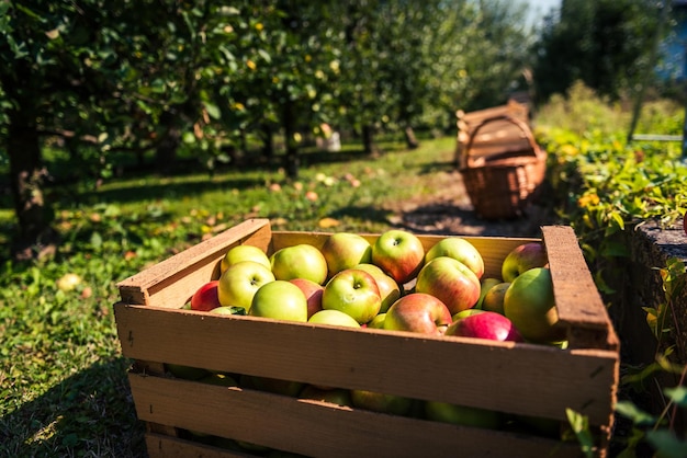 Photo fruits in basket on field