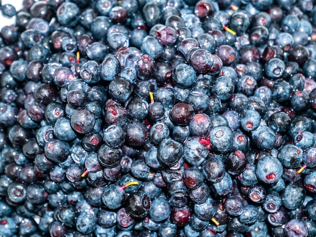 Fruits of berries of forest blueberries on a white background