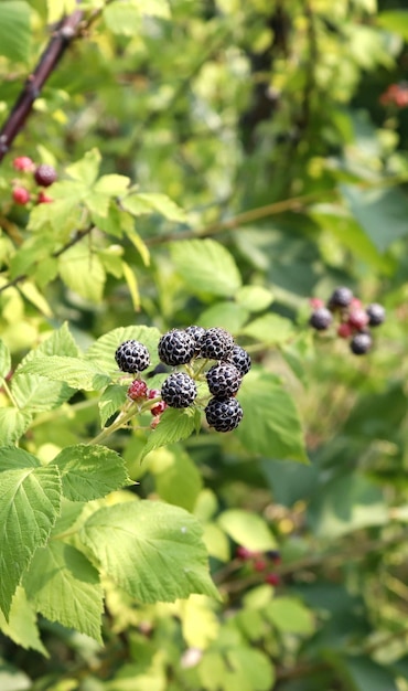 野生動物の茂みにあるブラック ラズベリー カンバーランドの果実