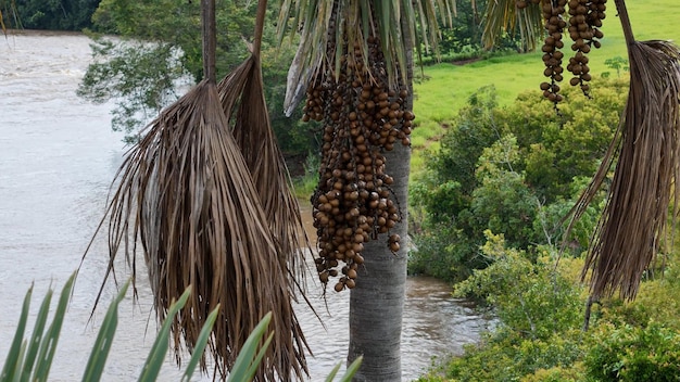 Photo fruits of the buriti palm tree