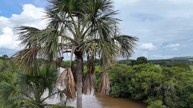 Photo fruits of the buriti palm tree