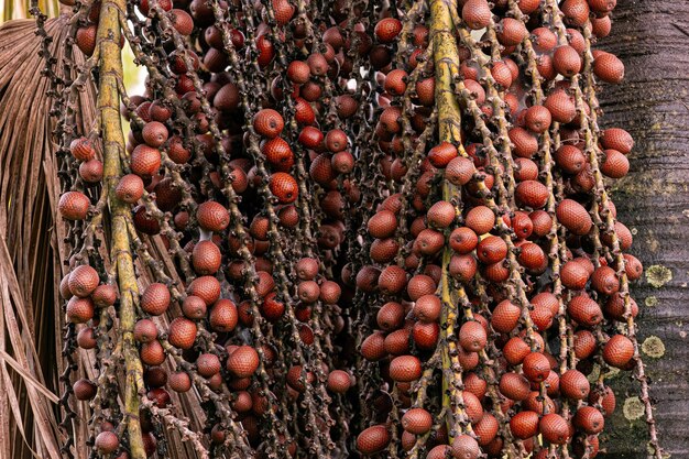 Photo fruits of the buriti palm tree