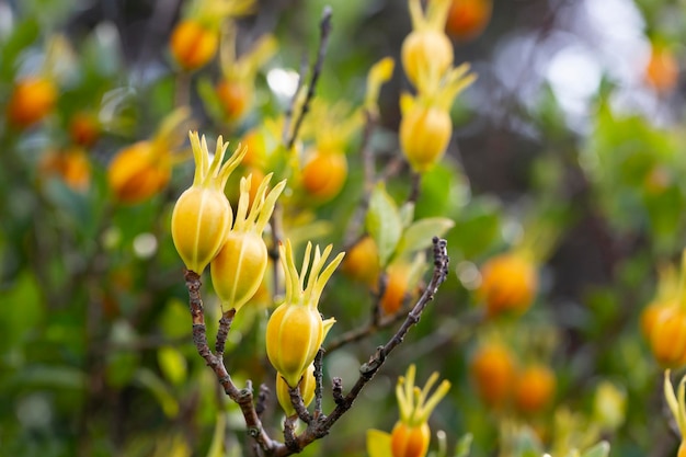 Fruits of cape jasmine on the tree orange fruits on green\
branches of gardenia jasmine