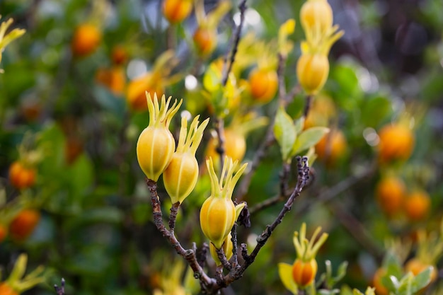 Fruits of cape jasmine on the tree orange fruits on green
branches of gardenia jasmine