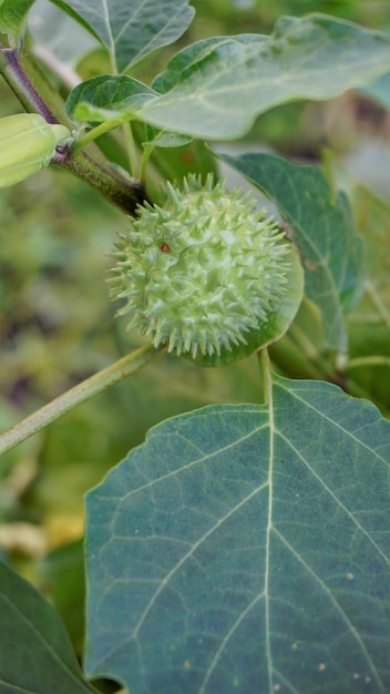 Fruits of Datura innoxia known as pricklyburr recurved thorn apple etc