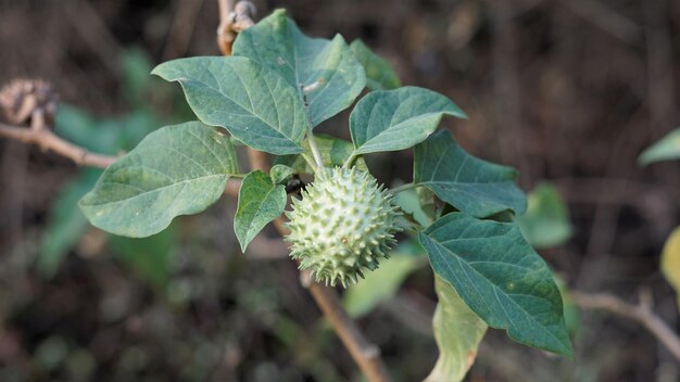 月の花またはとげのリンゴとしても知られるチョウセンアサガオの果実インドではダーチュラと呼ばれる