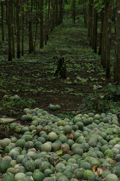 Foto frutti sul campo nella foresta