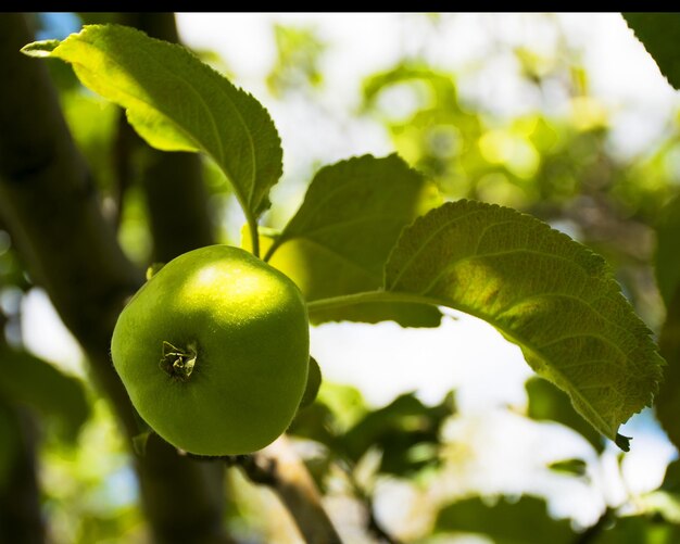 Photo the fruits of green apple grow on a branch in the garden young green unripe apple