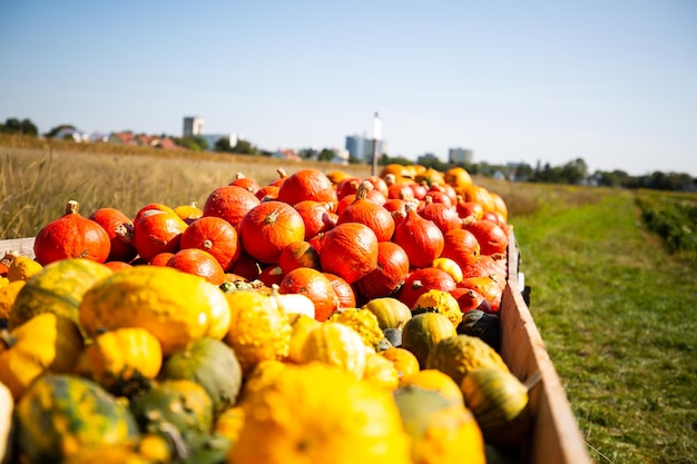 Foto frutti che crescono sul campo