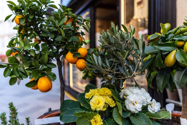 Photo fruits growing on plant